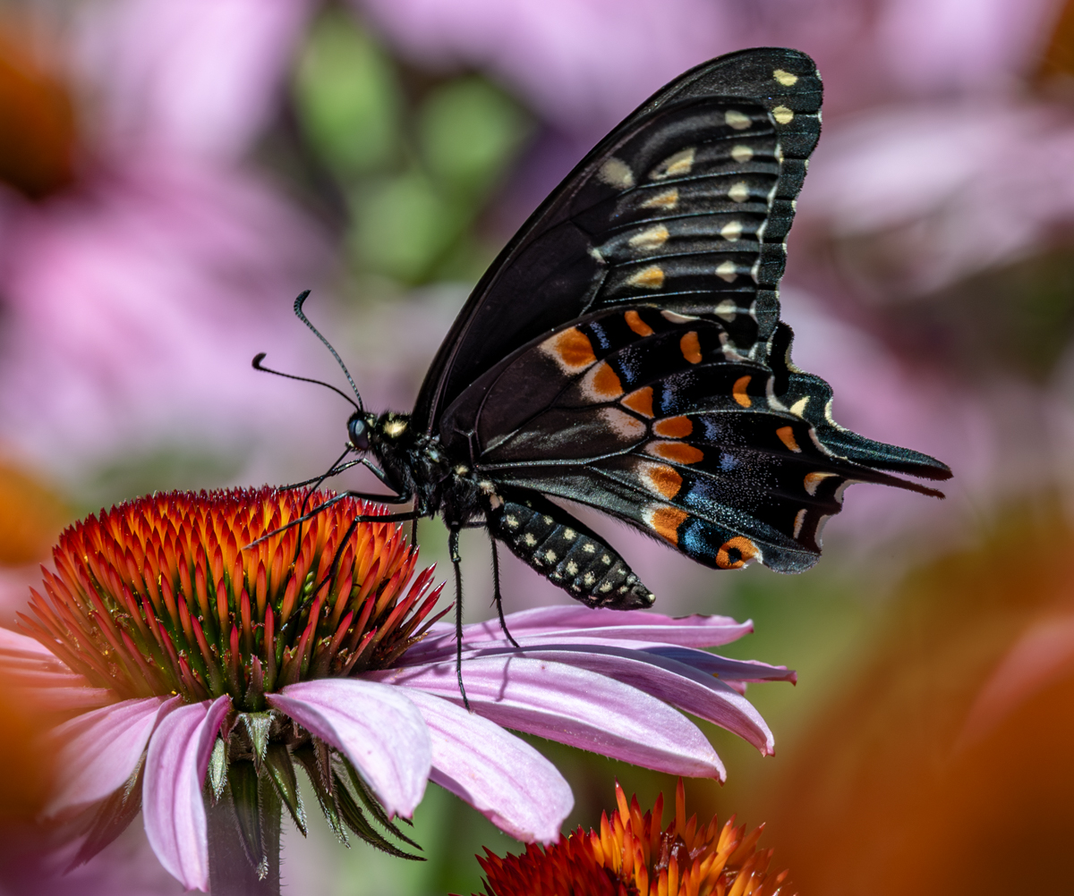 Roditski Gregory Busy Butterfly Nature   Zoological   Class A 20251022
